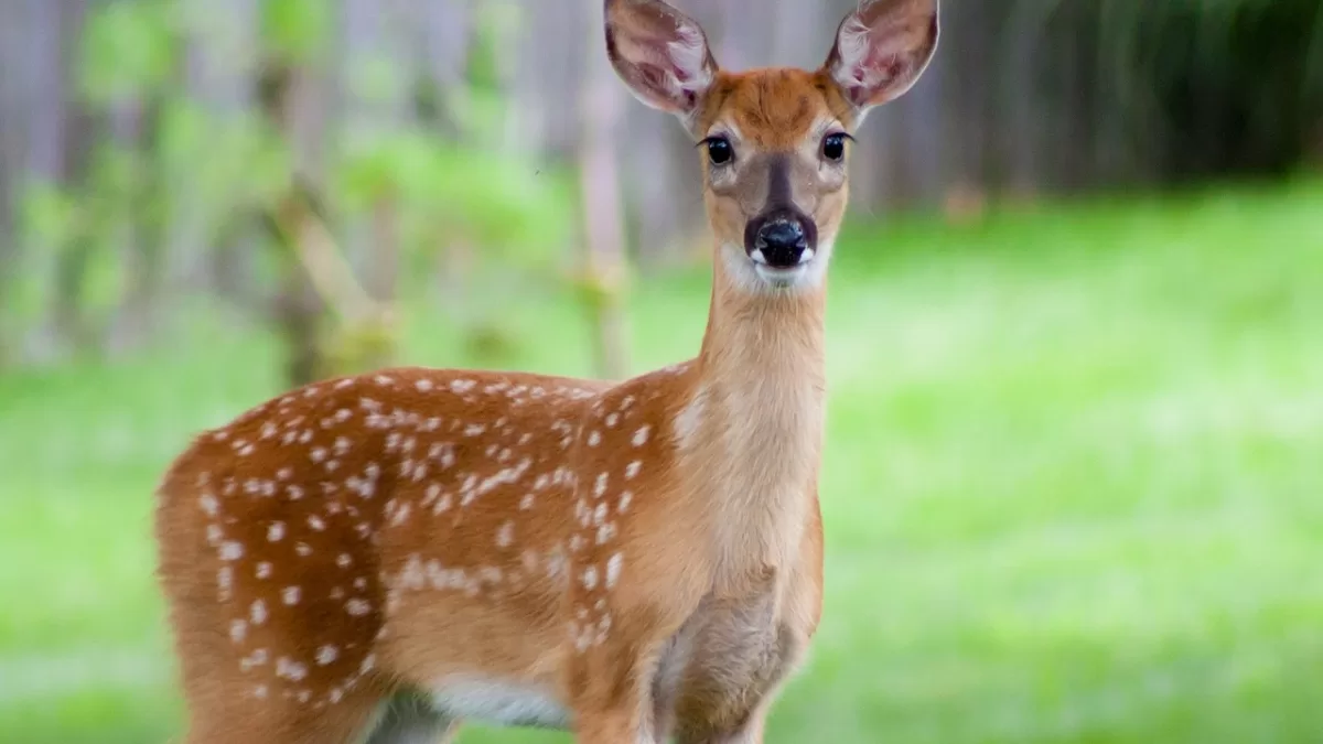 The Fearless Fawn